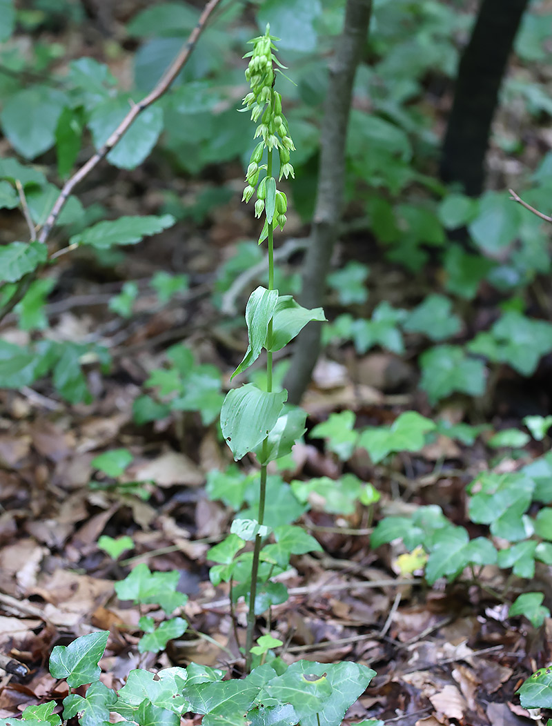 Green-flowered helleborine